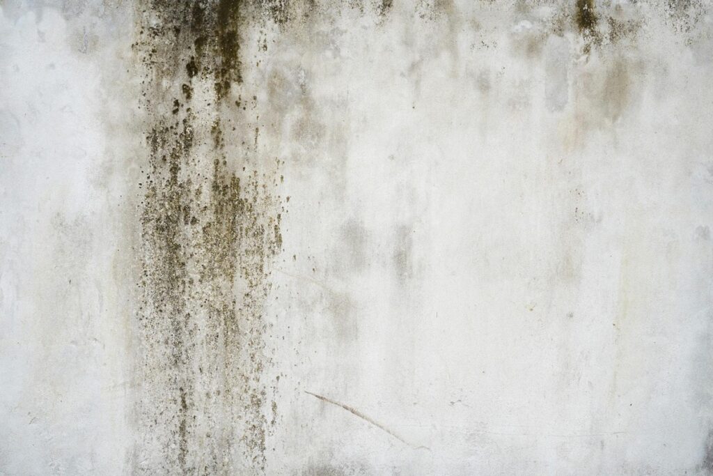Schimmel entfernen – Ursachen erkennen